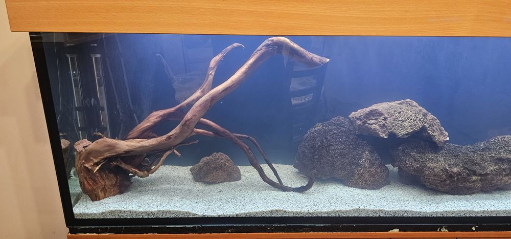 Корени от Азалия за Аквариум