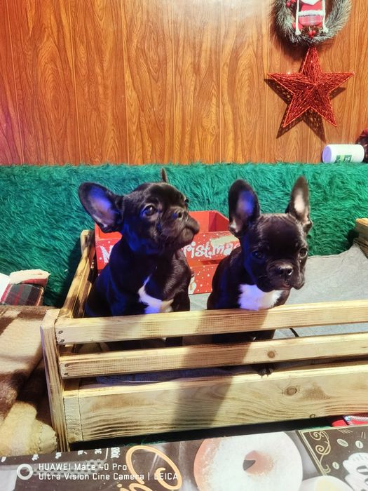 Френски булдог -