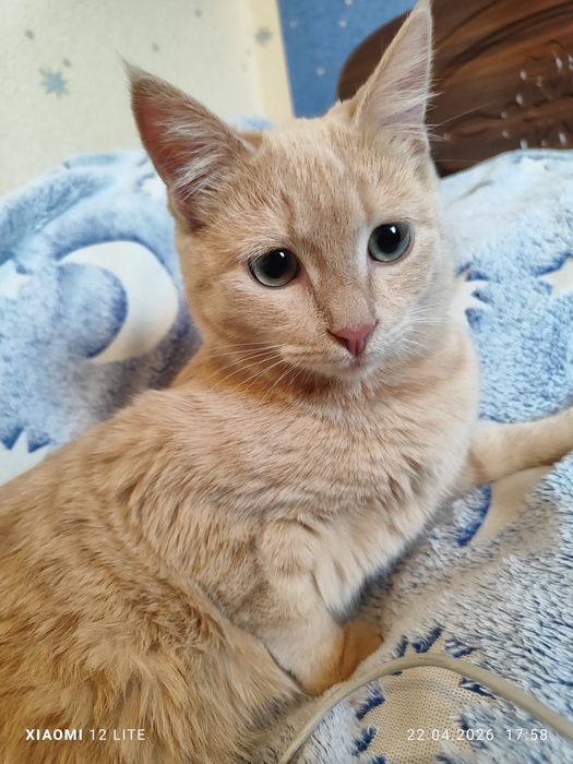 Отдам девочку в заботливые добрые руки