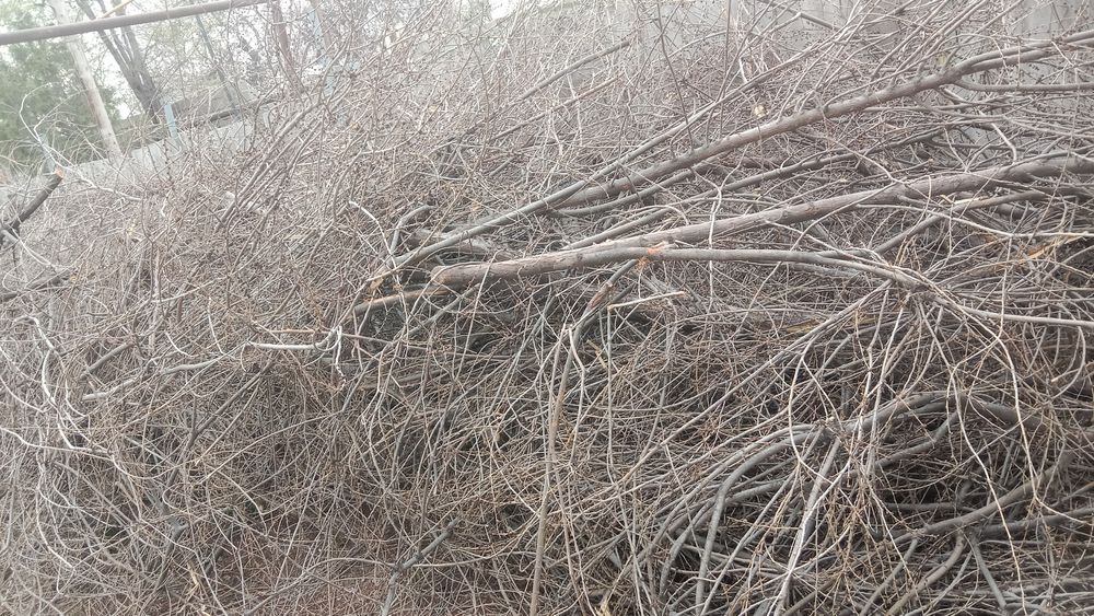 Дрова бесплатно всё