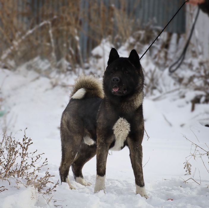 Отличные щенки Американской Акиты
