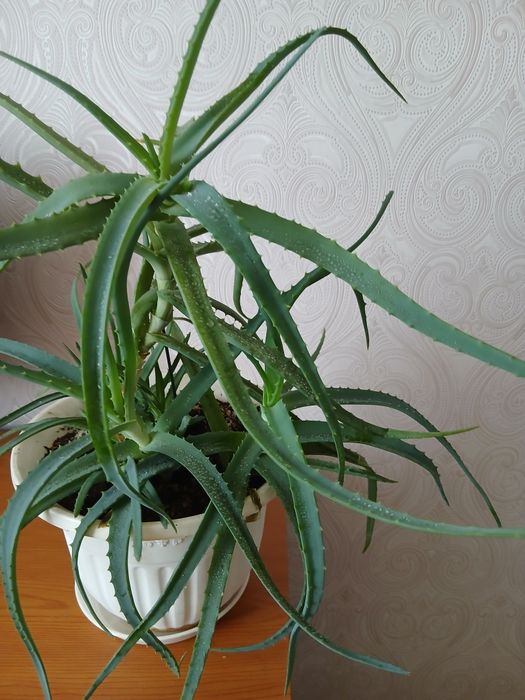 Древовидное лечебное алоэ