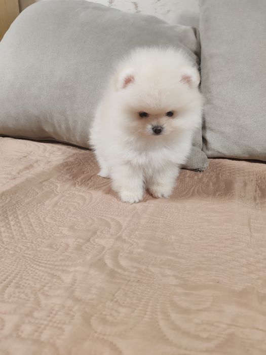 Померан мини  мъжки и женско