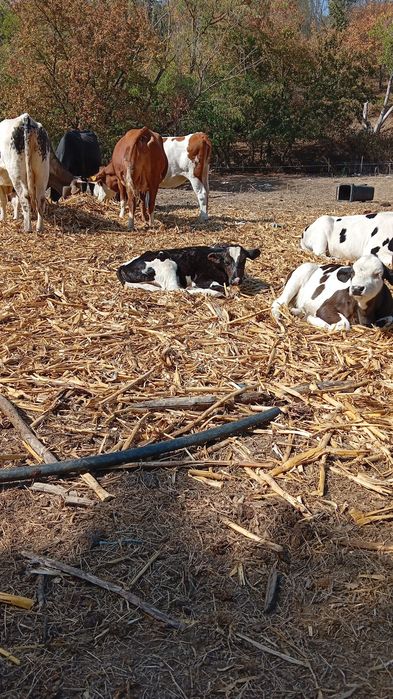 Vand tăuraș Holstein