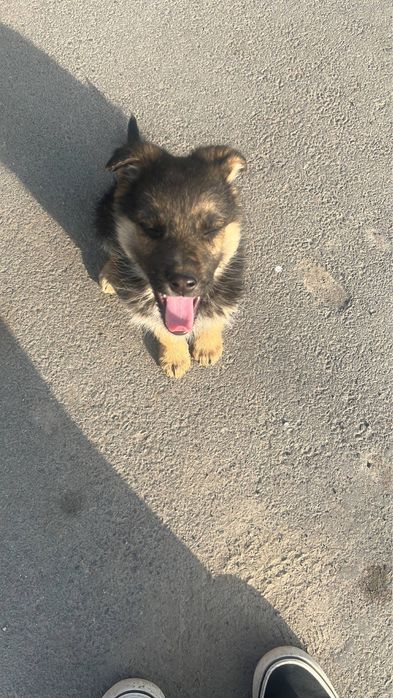 щенок мальчик в добрые руки