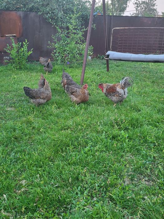 Продам частный дом