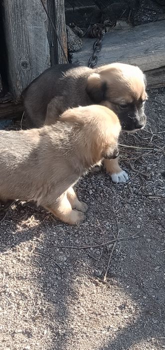 Отдам щенков, ищут дом