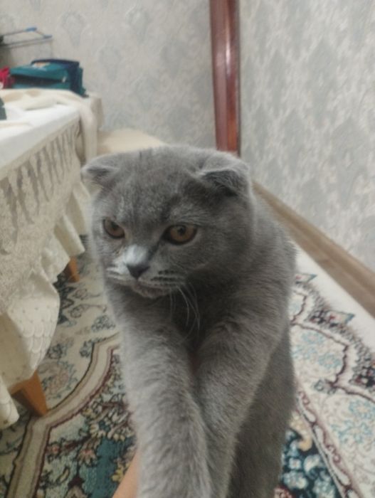 Щатланский весло ухий мушюг