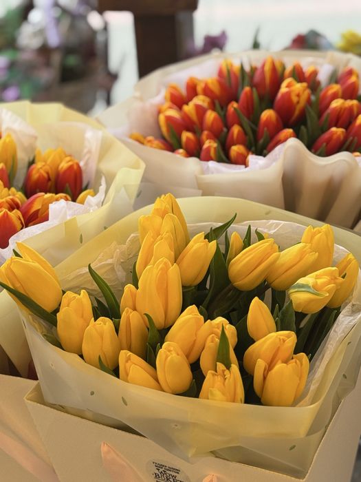 Тюльпаны круные