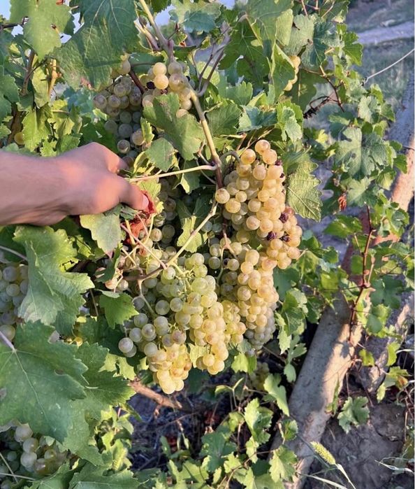Vand struguri de vin