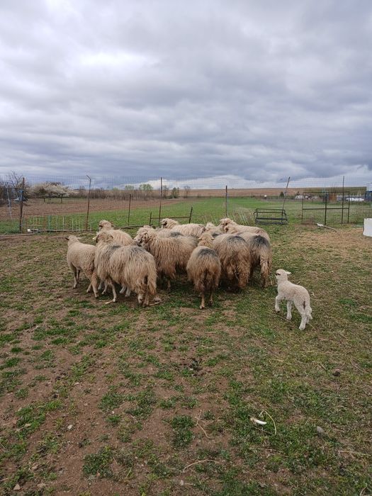 Vând oi bine îngrijite