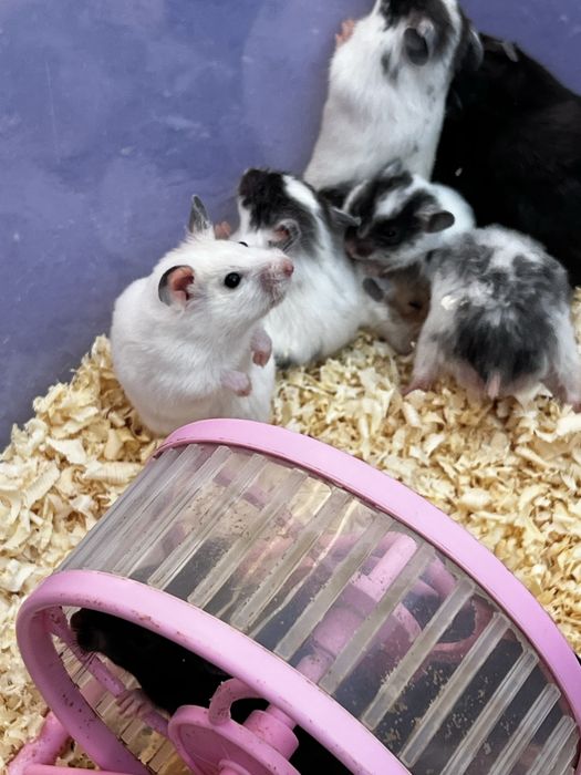 Hamster qolga organgan