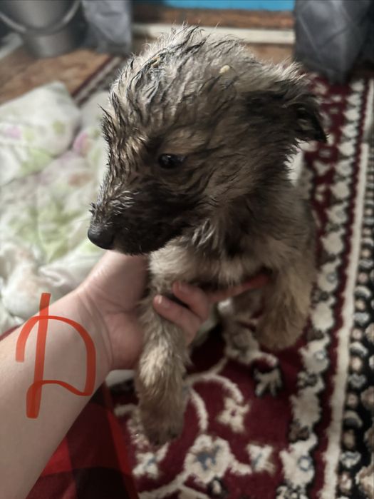 Отдам в хорошие и добрые сердца!