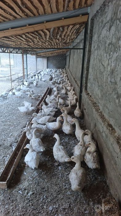 Продаются утки породы АДИГЕЛЬ.
