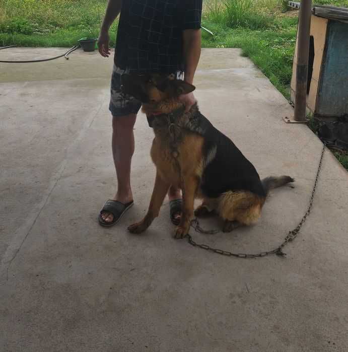 Вязка. Kobelni ULASH. Кобель, Немец овчарка, чепрачный окрас, Vyazka