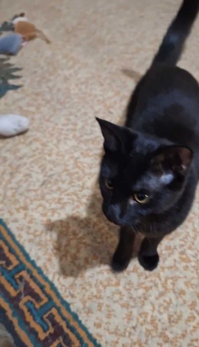 Элегантная чёрная красавица, 1 год, привита, паспорт, лоток+.