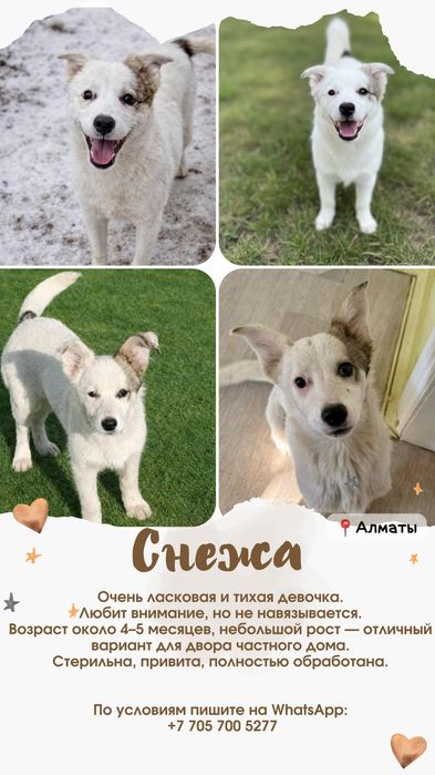 Хорошая, покладистая умная собачка, ищет надежный дом,