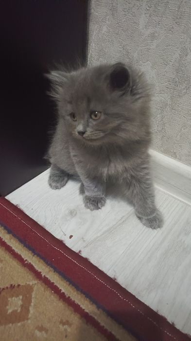 Катенки продается 1.5 месяцни