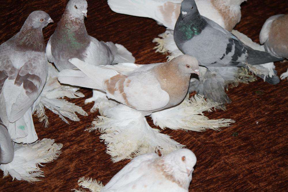 голуби игровыееее