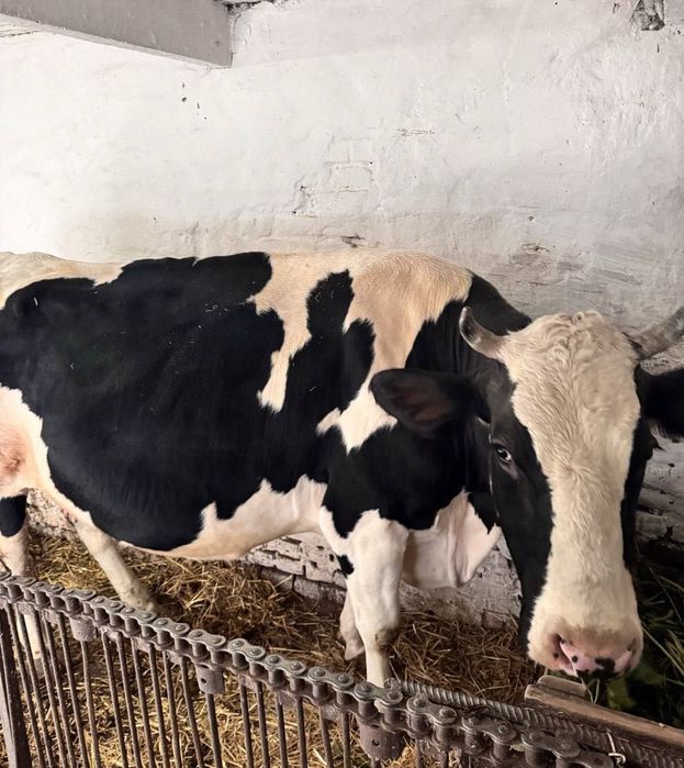 Корова молочная с телятами Бұзаулармен