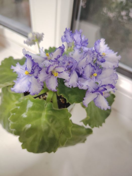 Продам цветущие фиалки