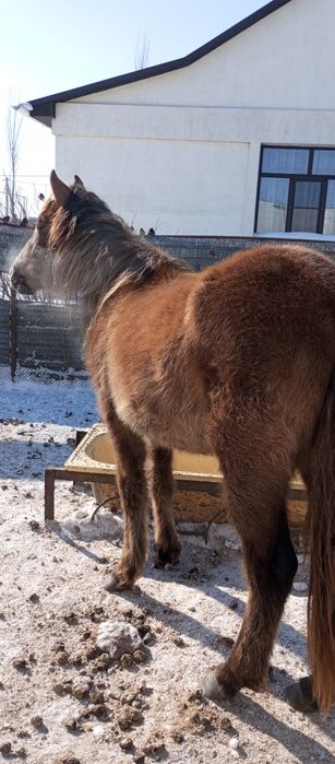 Продам тай ургашы.
