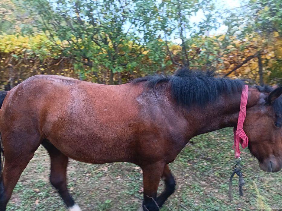 Vand iapa……………..