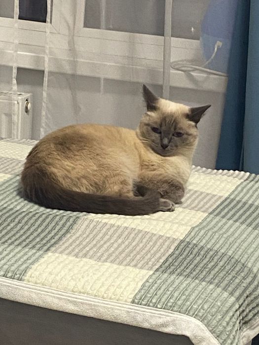 отдам сиамскую кошку!