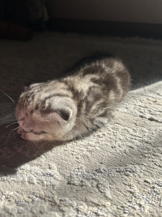 Кошка вислоухая шотландка