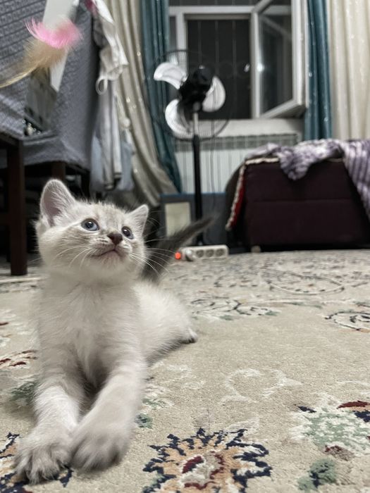 Сиамский котенок