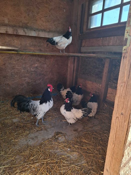 Gaini lakenvelder de vanzare