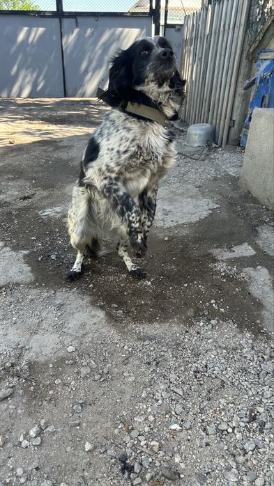 Спаниель помесь, отдам даром