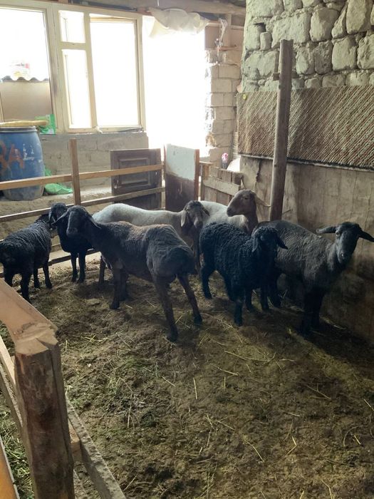 Куйлар сотилад келишилган народа дехкончилиг куйлар сифати ало йош куй