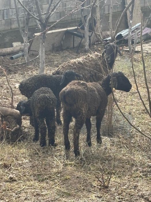 Қозылы қой сатылады