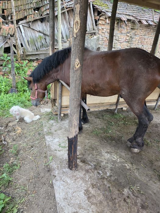 Armăsar 3 ani de vânzare