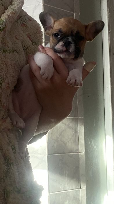 Щенки французкого бульдога