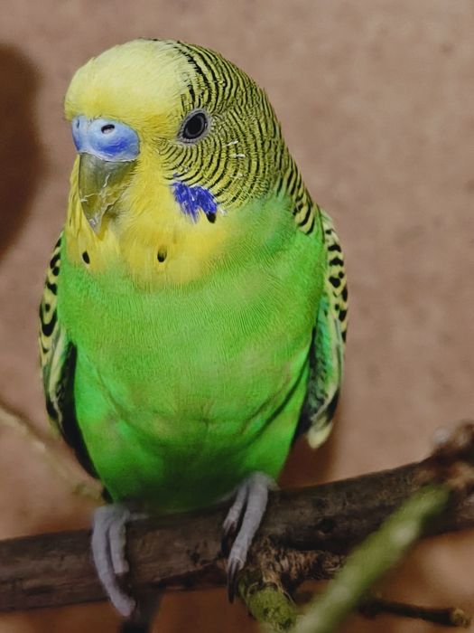 Продам попугай 2 зеленых