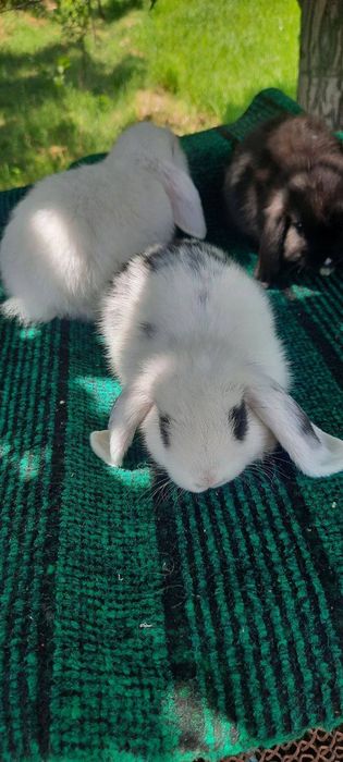 Karlik quyon otasi onasi va 3 ta bolasi sotiladi