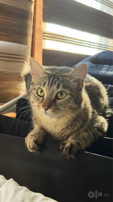 Кошка и котенок ищут новый дом!