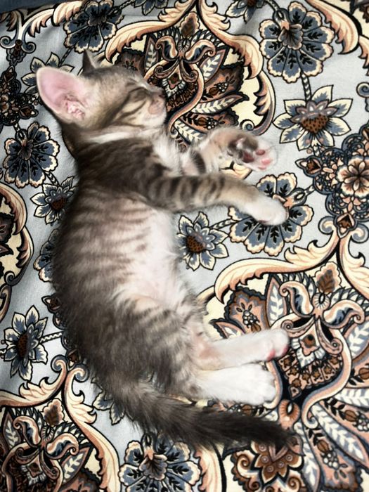 Котенок мальчик 2 месяца
