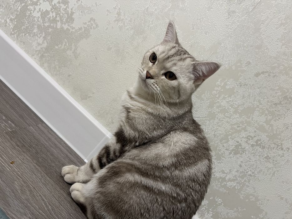 Британский короткошерстная кошка