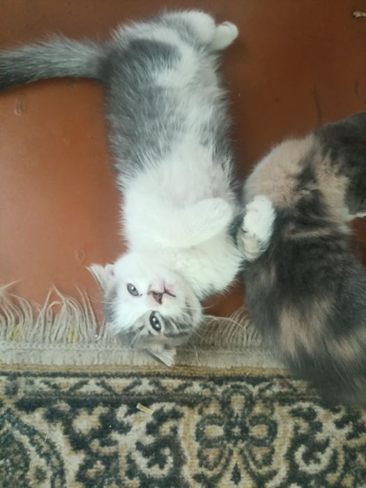 Отдам котят даром
