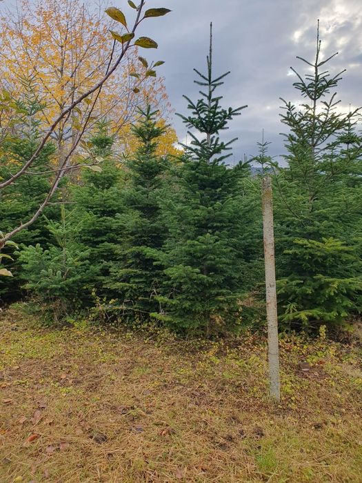 !!Oferta speciala!! Brazi naturali in București. Livrare inclusă!