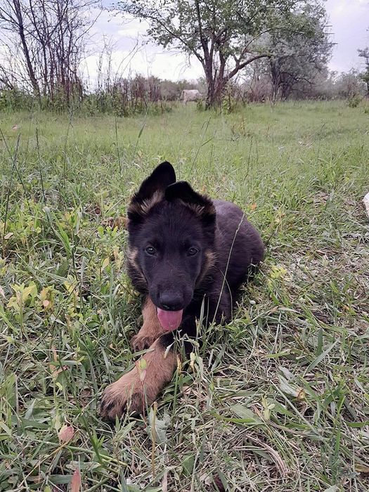 Продаются щенки 2 кабеля и 2 сучки