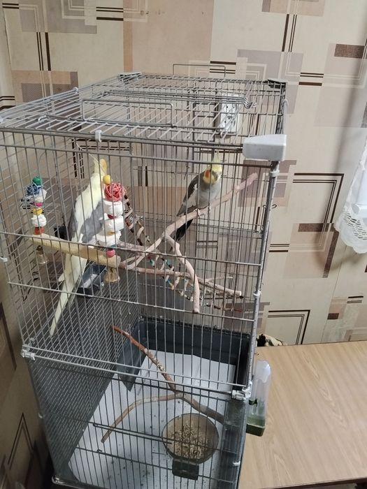 Две особи попугая Корела