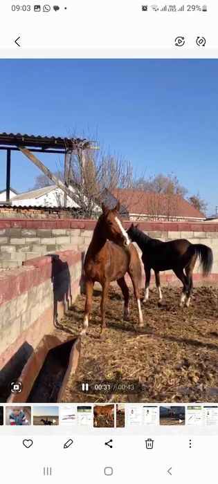 Тай,байтал,ат,жылкы