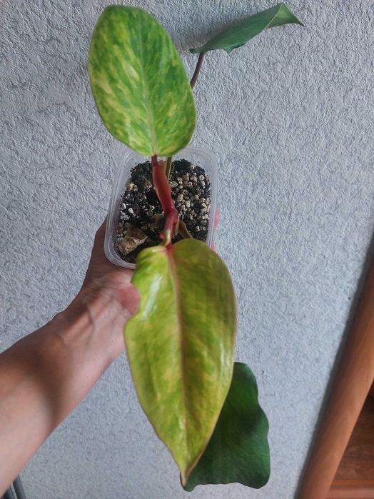 Продам фикус Белиз.