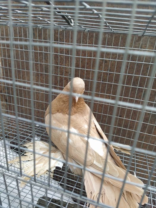 Жолтая Голубка молодая