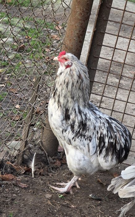 Cocos araucana splash