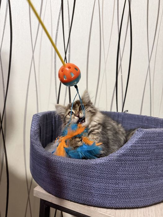 Отдам котенка в добрые руки